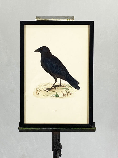 19th Century Crow - 1870s