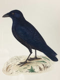 19th Century Crow - 1870s